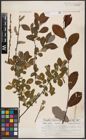 Foto von Salix aurita L. x Salix cinerea L.